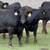 Finished Grain Fed Feeder Steers & Heifers Butcher Calf 18 thumbnail