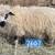 Valais wether lamb 1 thumbnail