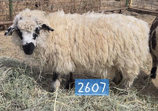 Valais wether lamb 1