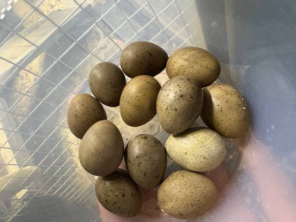 Button Quail Eggs 1