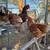 Brown Leghorn Hens 1 thumbnail