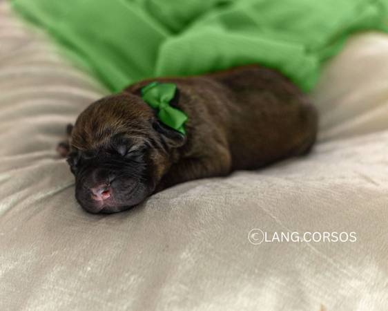 Cachorro Cane corso en adopción (macho) atigrado (Amity)63902987796098120