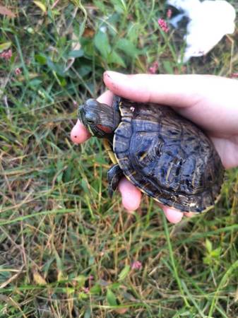 Rehoming Turtle (Brookline)63997446553474120