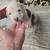 American bulldog puppies 2 thumbnail