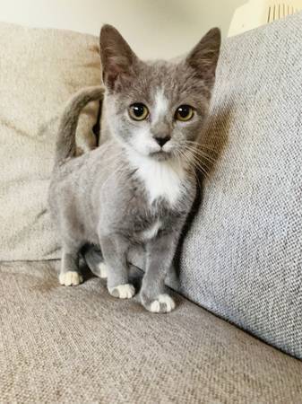 Four playful male kittens 10 wks!63873145384707122