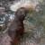 Chocolate Lab 6 thumbnail