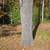 Tree Take Down in Arlington ,Vermont Area-Need some prices. 7 thumbnail
