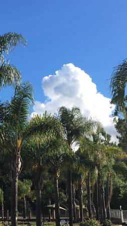 200 Queen Palms all different heights 1
