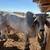 Brahman Bull 3 thumbnail