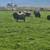 Sheep Herd 1 thumbnail