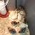 TURKEY POULTS - Next batch hatching soon. Narragansett & Sweetgrass 2 thumbnail