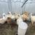 Silkie Chicks B1G1 1 thumbnail
