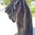 Vintage Mink Fur Pelt Lot – Approx. 50 Pieces – Beautiful Condition 2 thumbnail