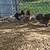 Trio of blue and black bantam Orpingtons chickens 4 thumbnail