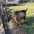 Mini Goats 3 thumbnail