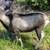 French alpine buck 1 thumbnail