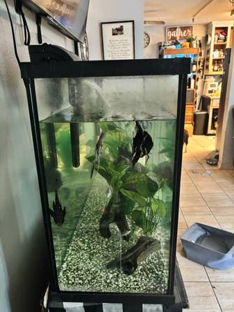 55 gallon aquarium (Milton)63836590835585122