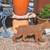 Bob cat metal sculpture statue 3 thumbnail