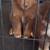 Aussie puppies 2 thumbnail