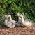 Heritage Breed Silver Appleyard Ducklings unsexed 3 thumbnail