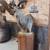 Taxidermy mounts 10 thumbnail