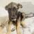 Baby German Shepherd 1 thumbnail