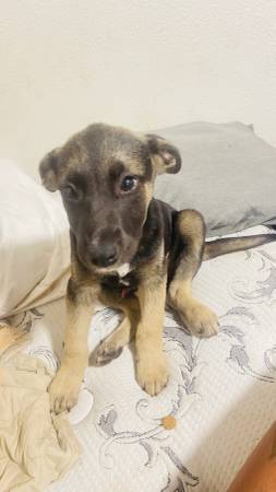 Baby German Shepherd