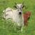 Steer Calf (Zebu) 3 thumbnail