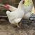 Young chickens Hens! 1 thumbnail