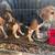 Straight rabbit dogs, no trash 3 thumbnail