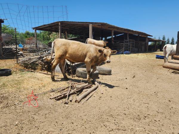 Toro Charolais con Black Angus / Toro Charolais con Black Angus - $1.700 (Riverbank)63470290056065121