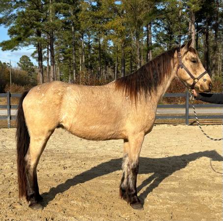 Registered Friesian buckskin 1