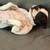 Boston Terrier 3 thumbnail