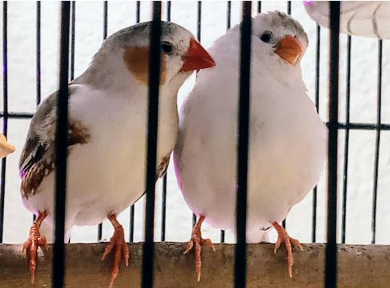 FINCHES!! A pair of penguin zebra finches looking for a forever home (Art District DTLA)63829759172737120