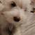 Miniature schnauzers 1 thumbnail
