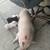 Juliana Mini Pig 2 thumbnail