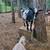 Nigerian Dwarf Goats 2 thumbnail