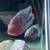 Cichlid cichlids fish 4 thumbnail