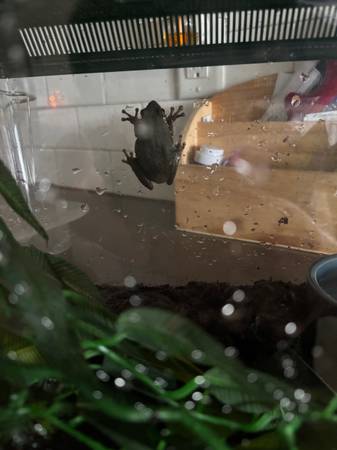 A green tree frog (Westminister)63679587618049120