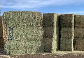 Alfalfa Hay 1