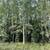 1.05 Acre lot with electricity near by, off Funny river road 2 thumbnail