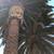 Date Palm trees - 2 1 thumbnail