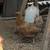 Hens 2 thumbnail