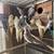 Cockatiels 5 thumbnail