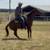 Gelding 3 thumbnail