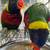 Green Naped Lorikeet Pair 2 thumbnail