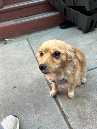 Small papillon (Oakland)63941865181059120