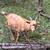 Goats-Nigerian dwarf 2 thumbnail