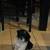 Shih Tzu Puppies 5 thumbnail