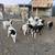 Dorper Sheep 1 thumbnail